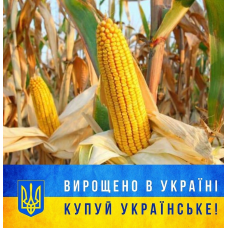 Насіння кукурудзи Кремінь 200 СВ, ФАО 210 українська селекція